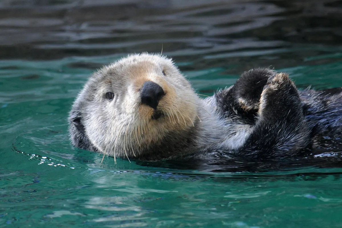 Seattle Aquarium 4