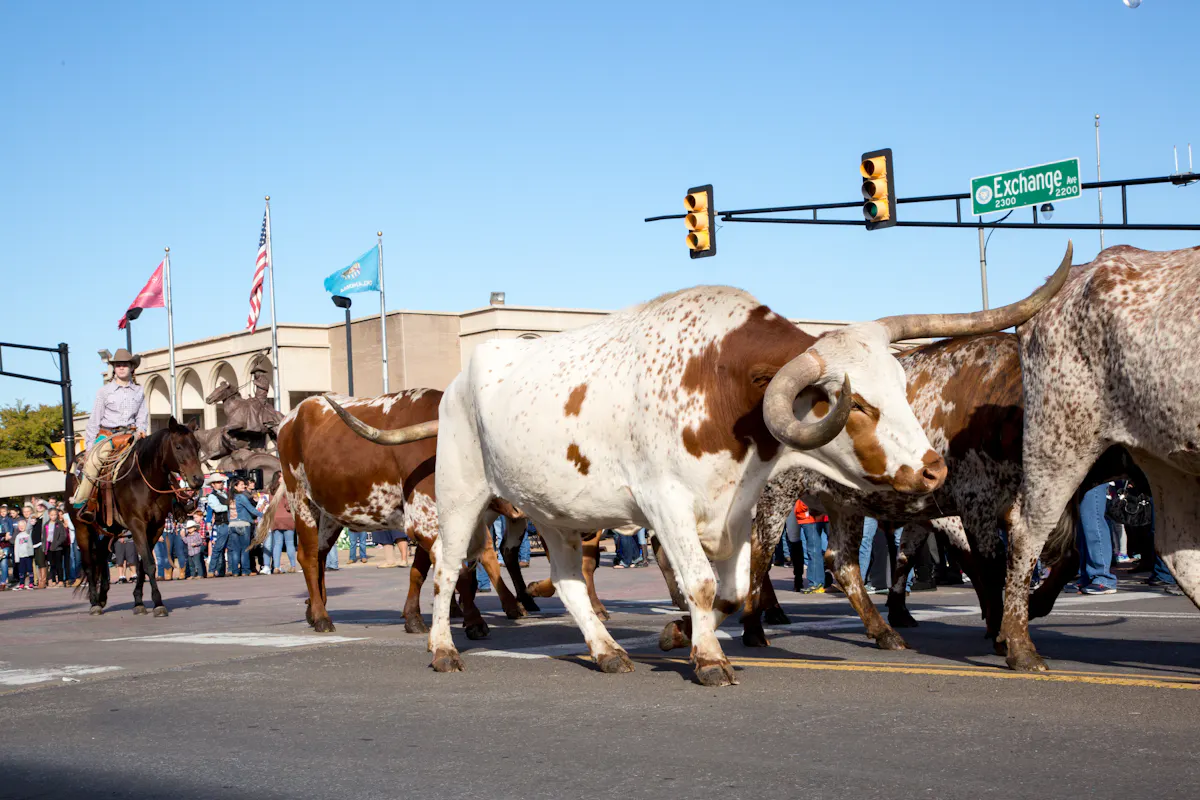 Stockyard Stampede 6713