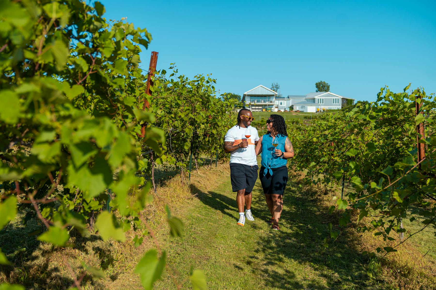 TerraVox Winery Vineyard