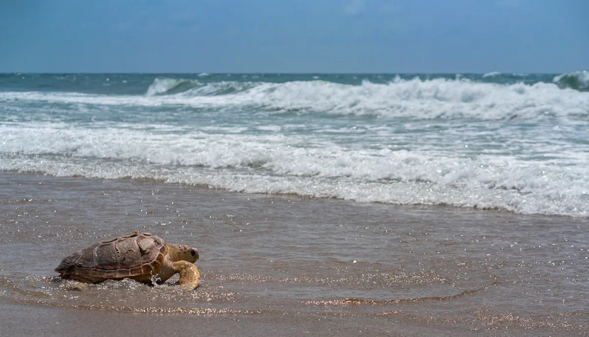 Turtle Going into Water During Turtle Release in Topsail Beach 2