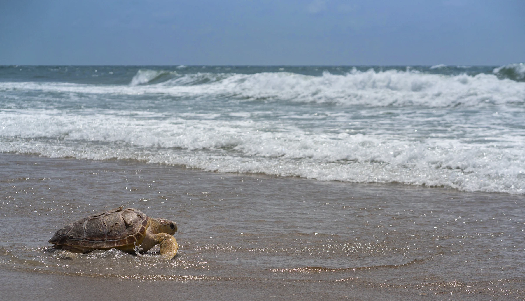 Turtle Going into Water During Turtle Release in Topsail Beach 2