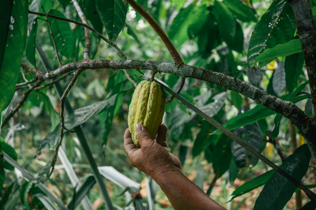 Uaxactu n Cacao 1