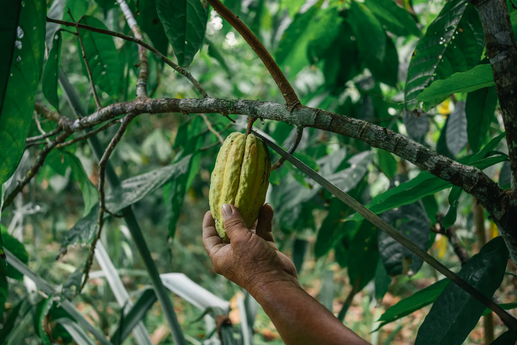 Uaxactu n Cacao 1
