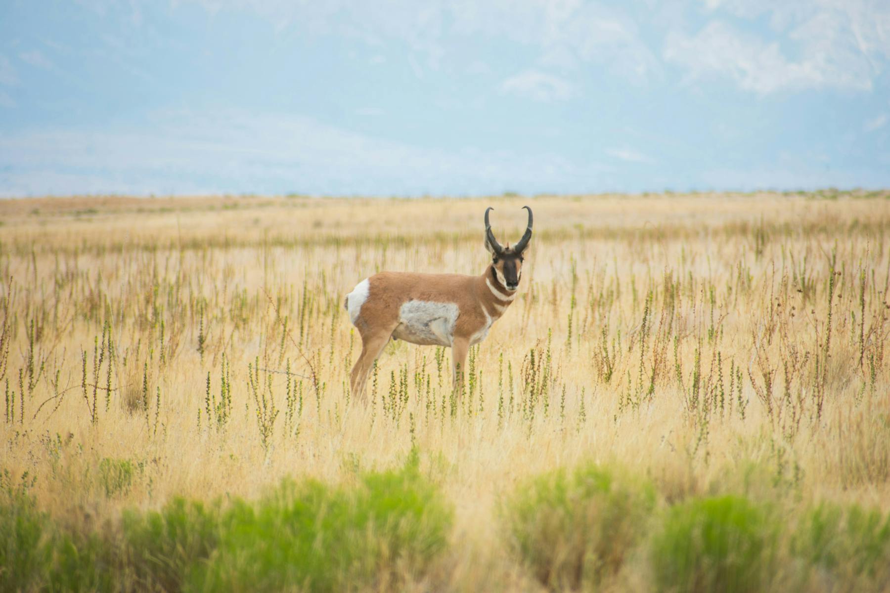 Unsplash Antelope Island