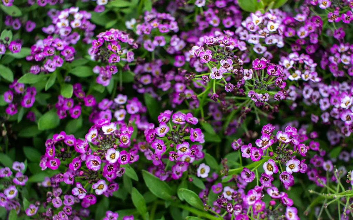Unsplash SLC Blumen