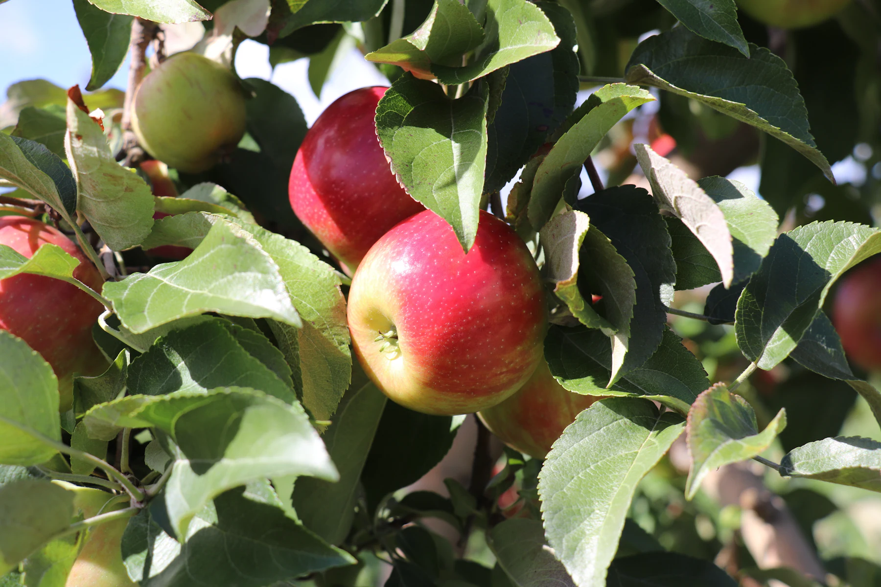 Vermont Apfel 1