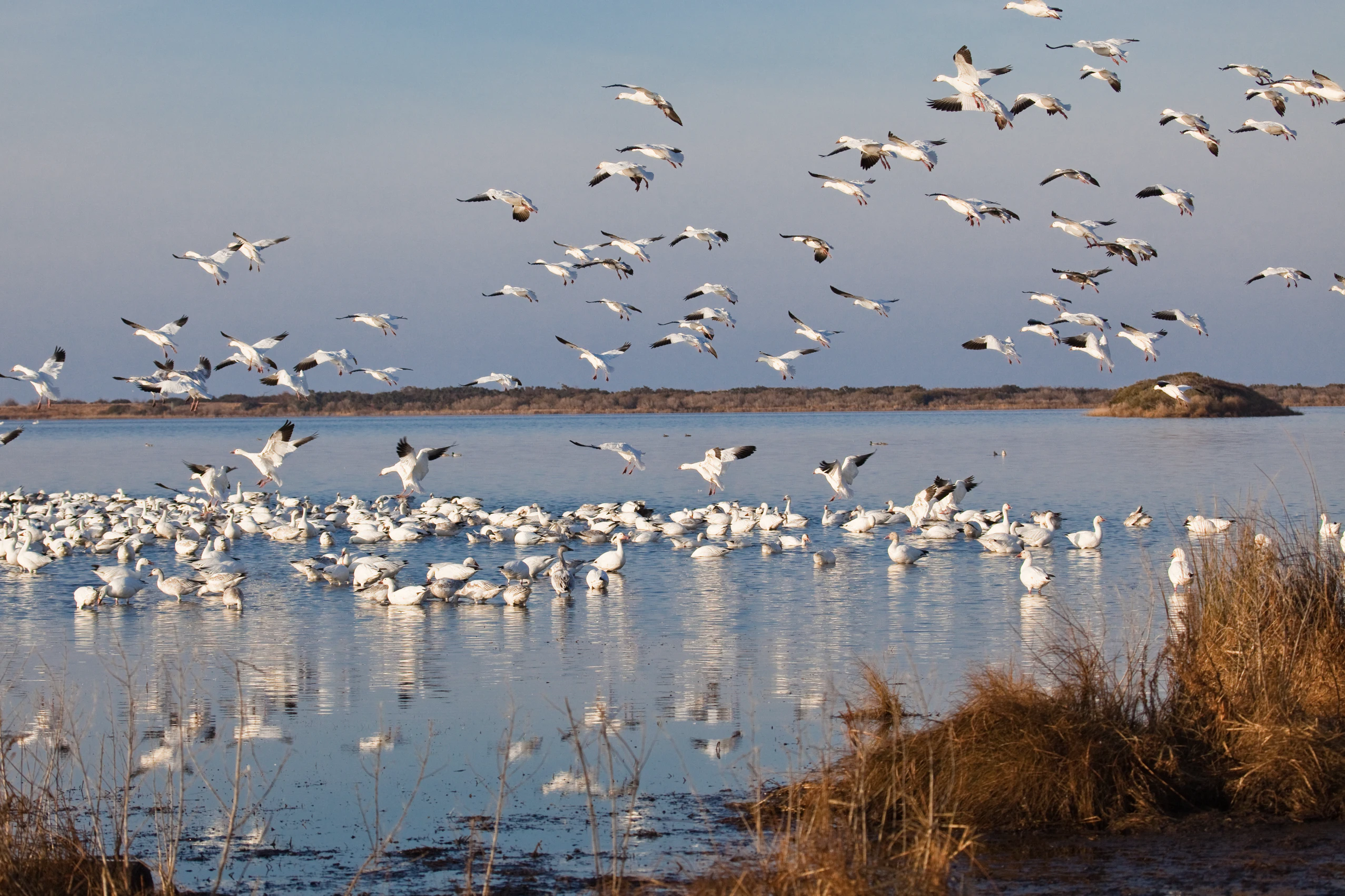 Waterfowl
