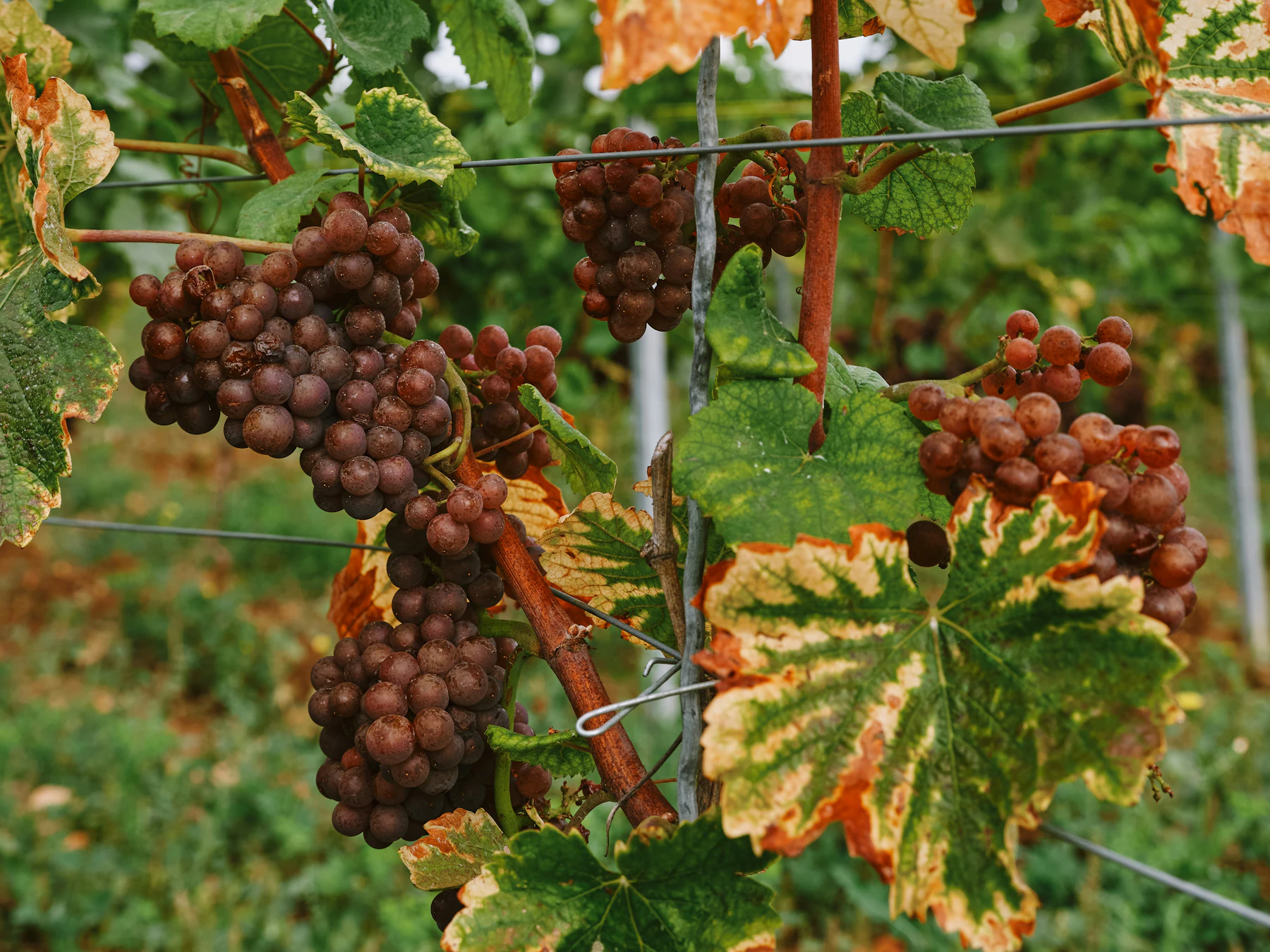 Weinreben Unsplash