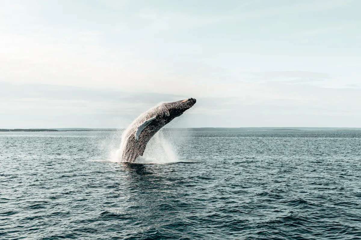 Whale watching NEW BRUNSWICK 3