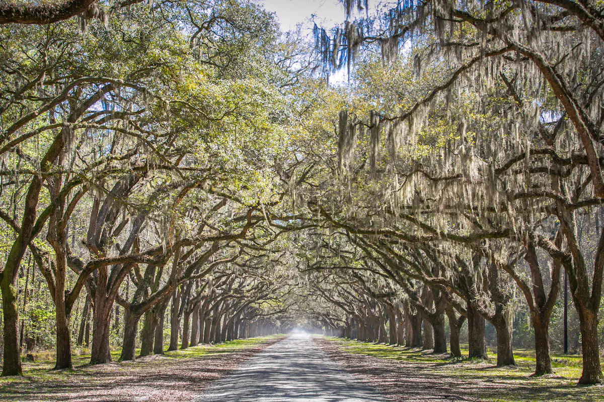 Wormsloe 2 