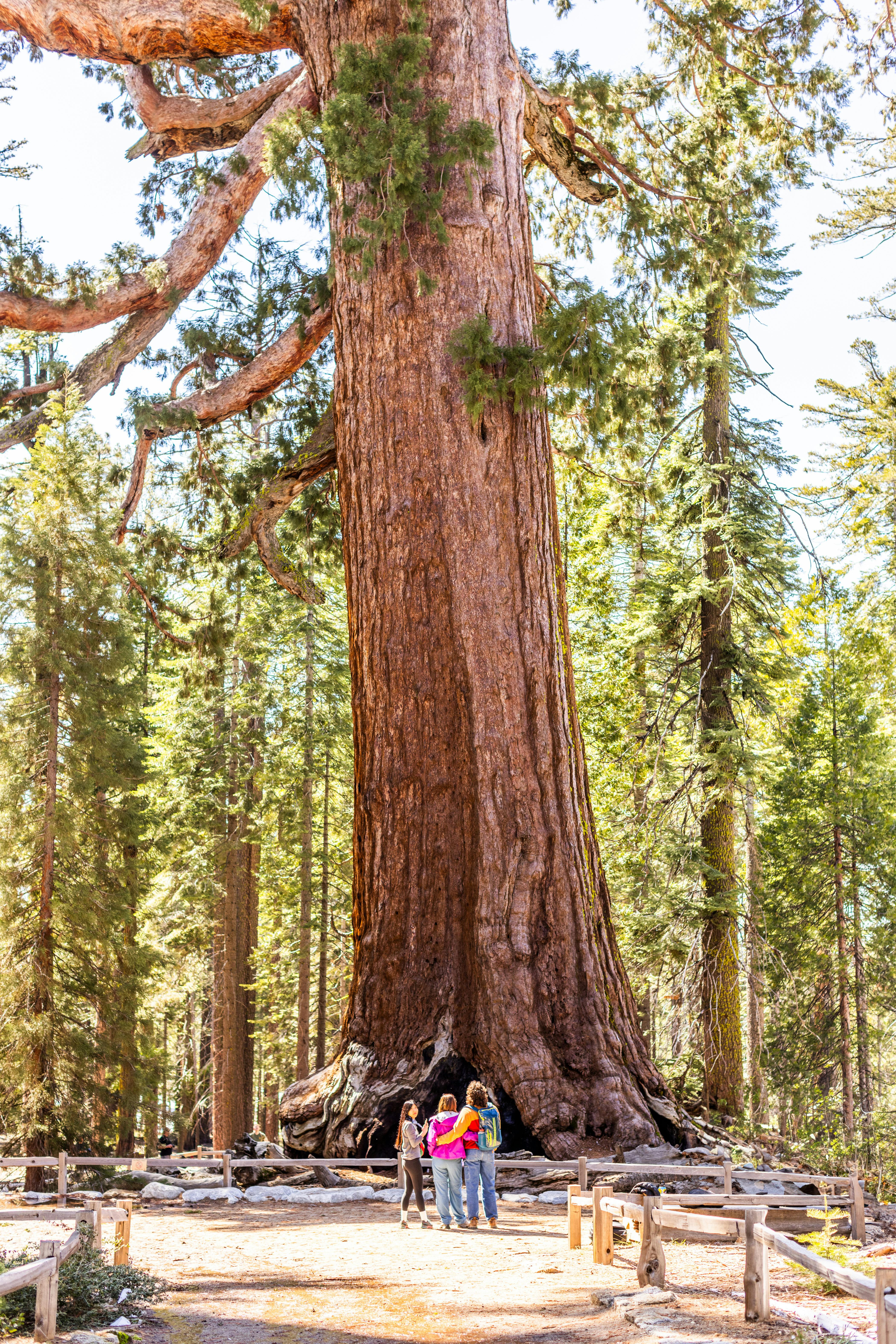Yosemite 2024 Winter 268 Grizzly Giant5