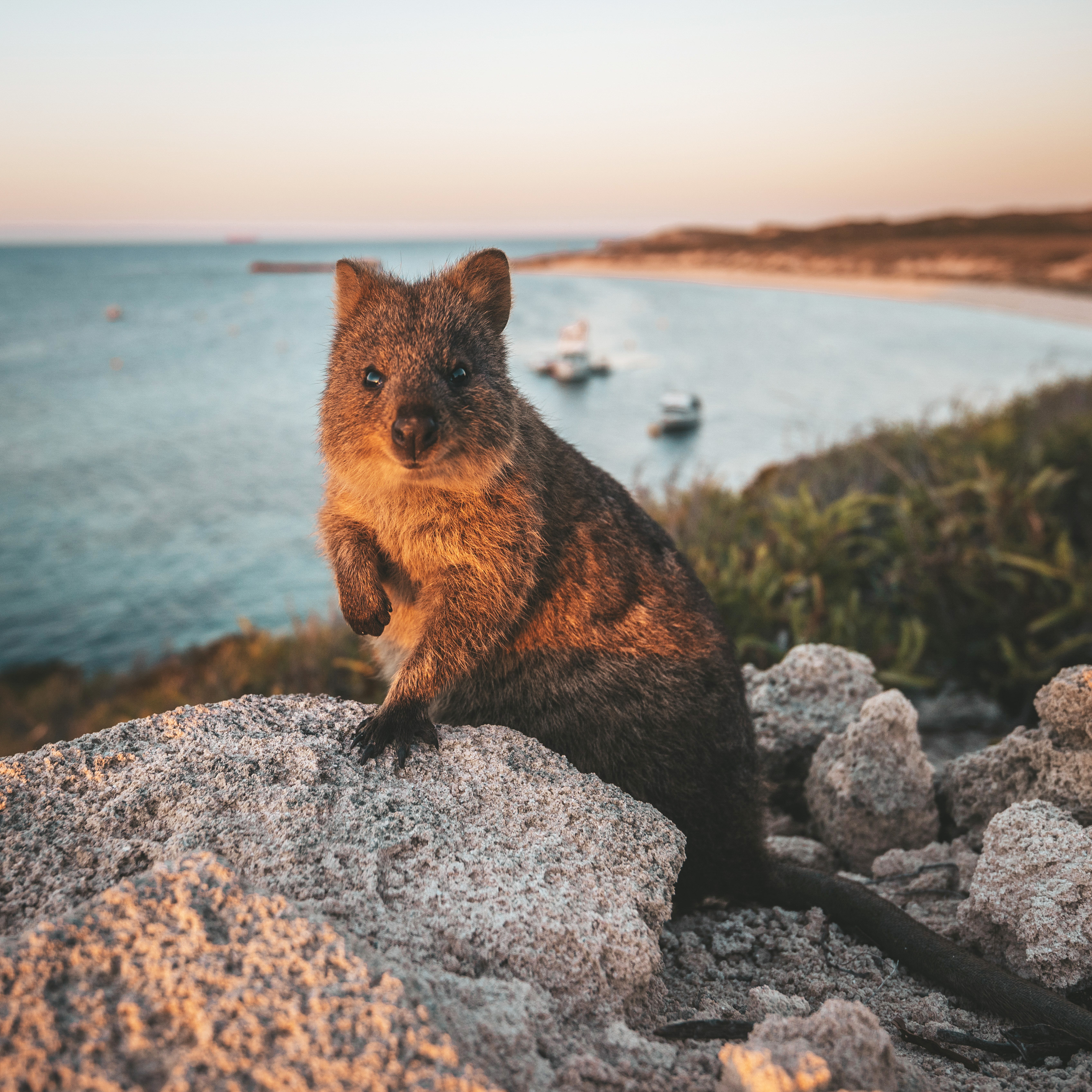 Quokka an der australischen Küste mit türkisblauem Meer im Hintergrund