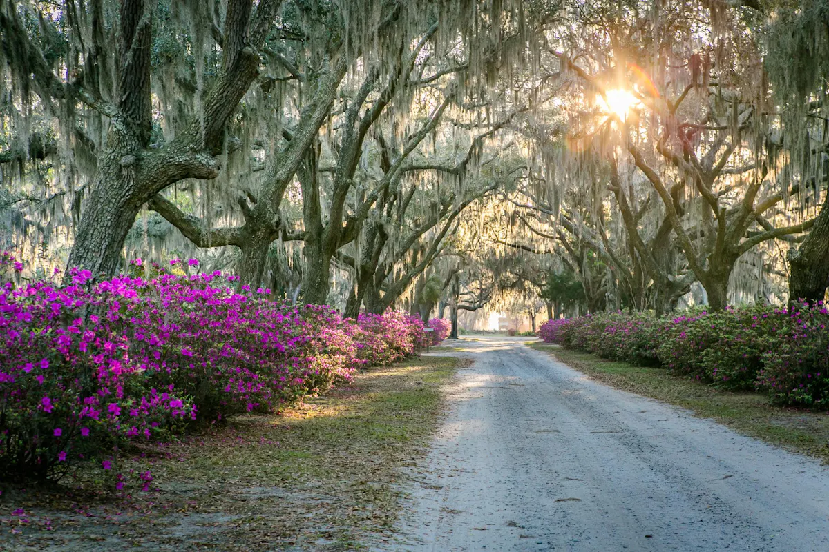 hero bonaventure azaleas