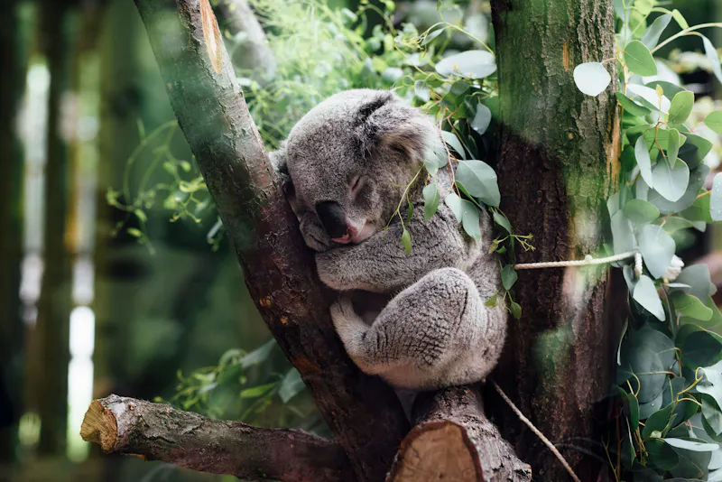 Australia Unlimited – Social Media Content
