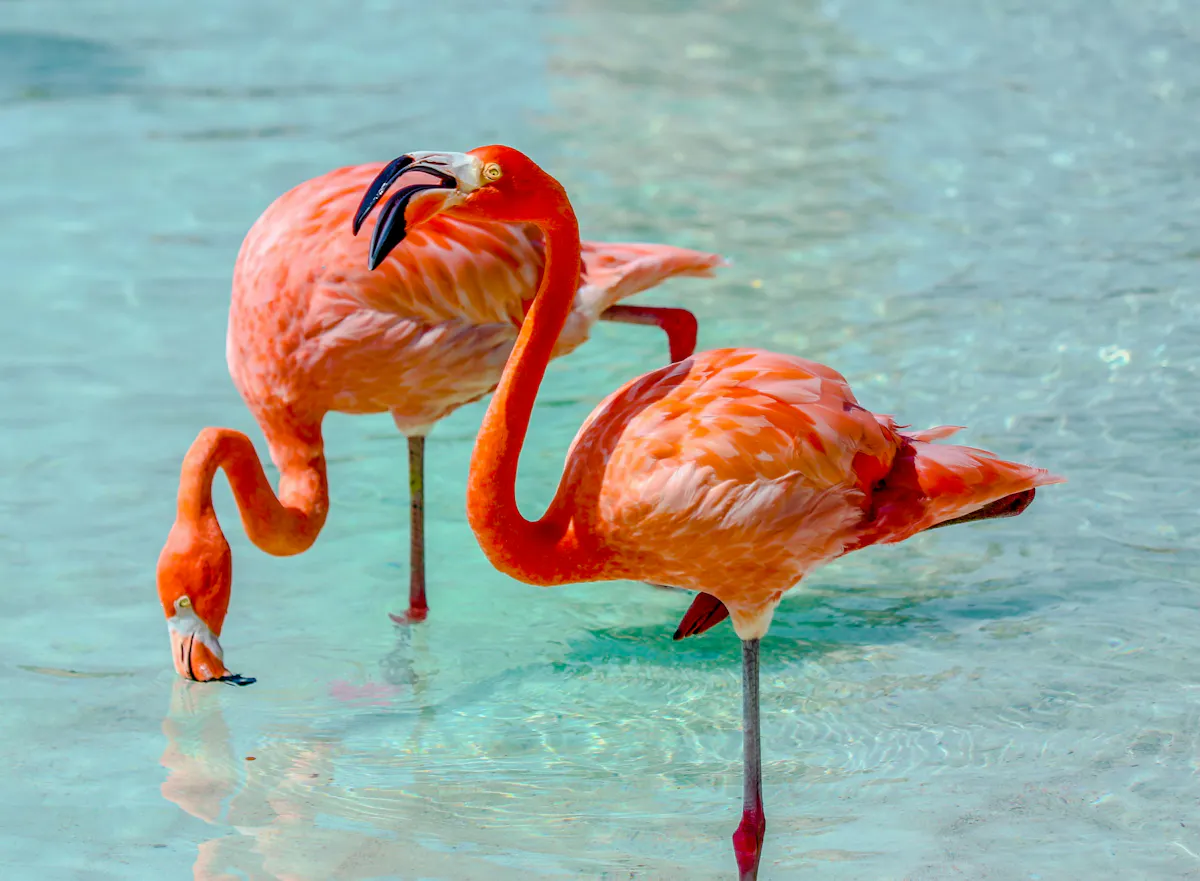 lex melony 5JB c7BAdvM unsplash