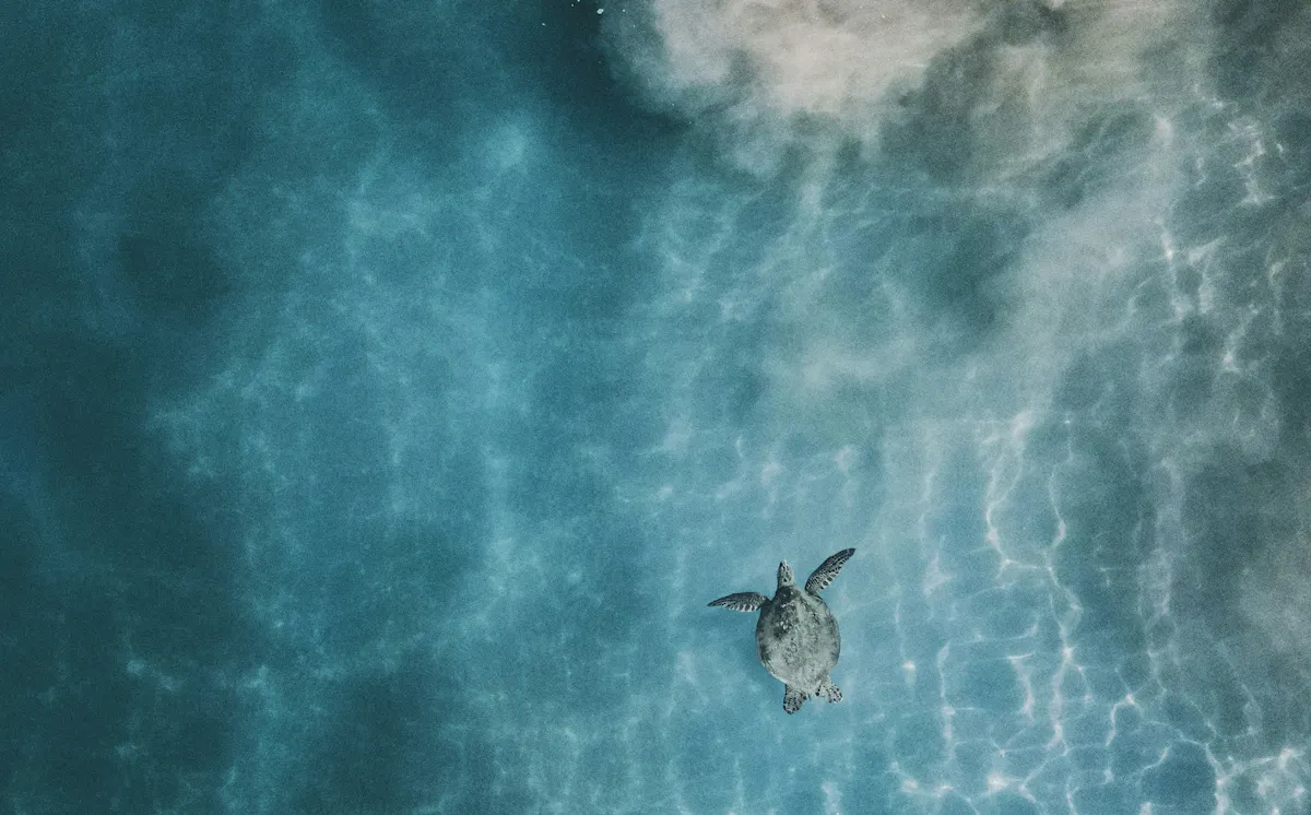 mitch meyers YQD1Xljt4xo unsplash