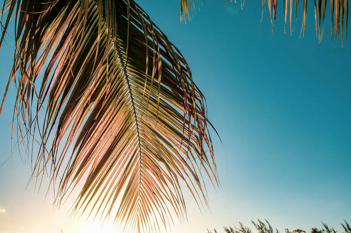 nicole keller VDpXgra10sI unsplash