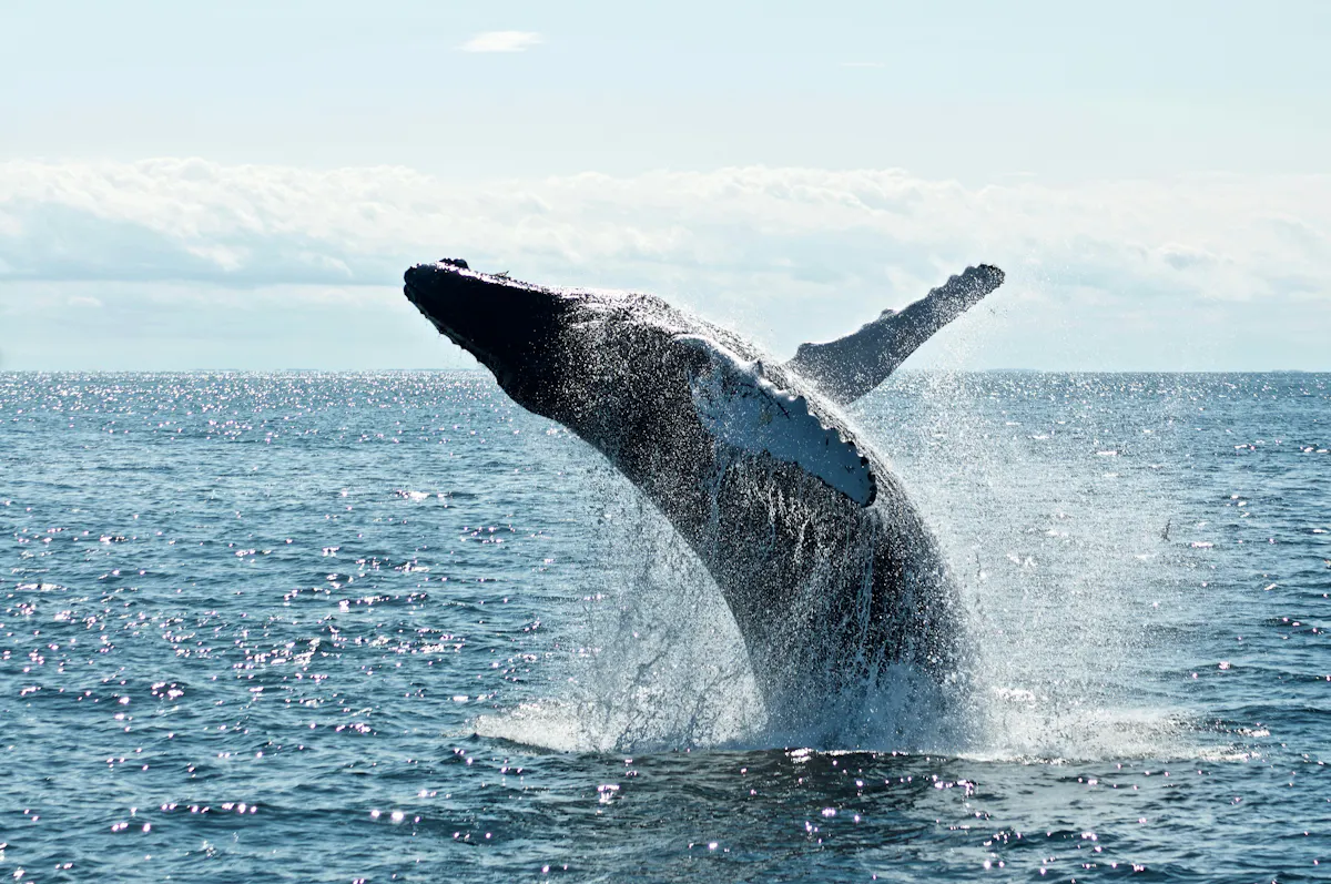todd cravens QnBrjY nFUs unsplash