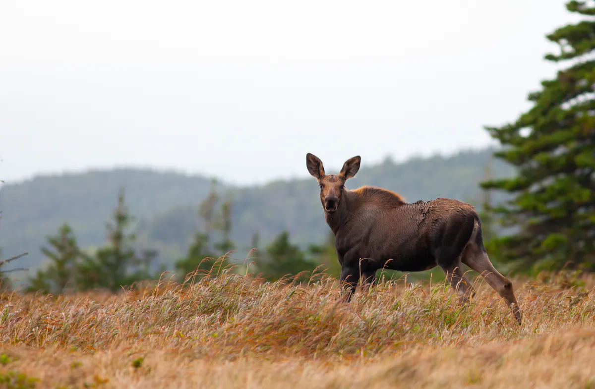 wildlife