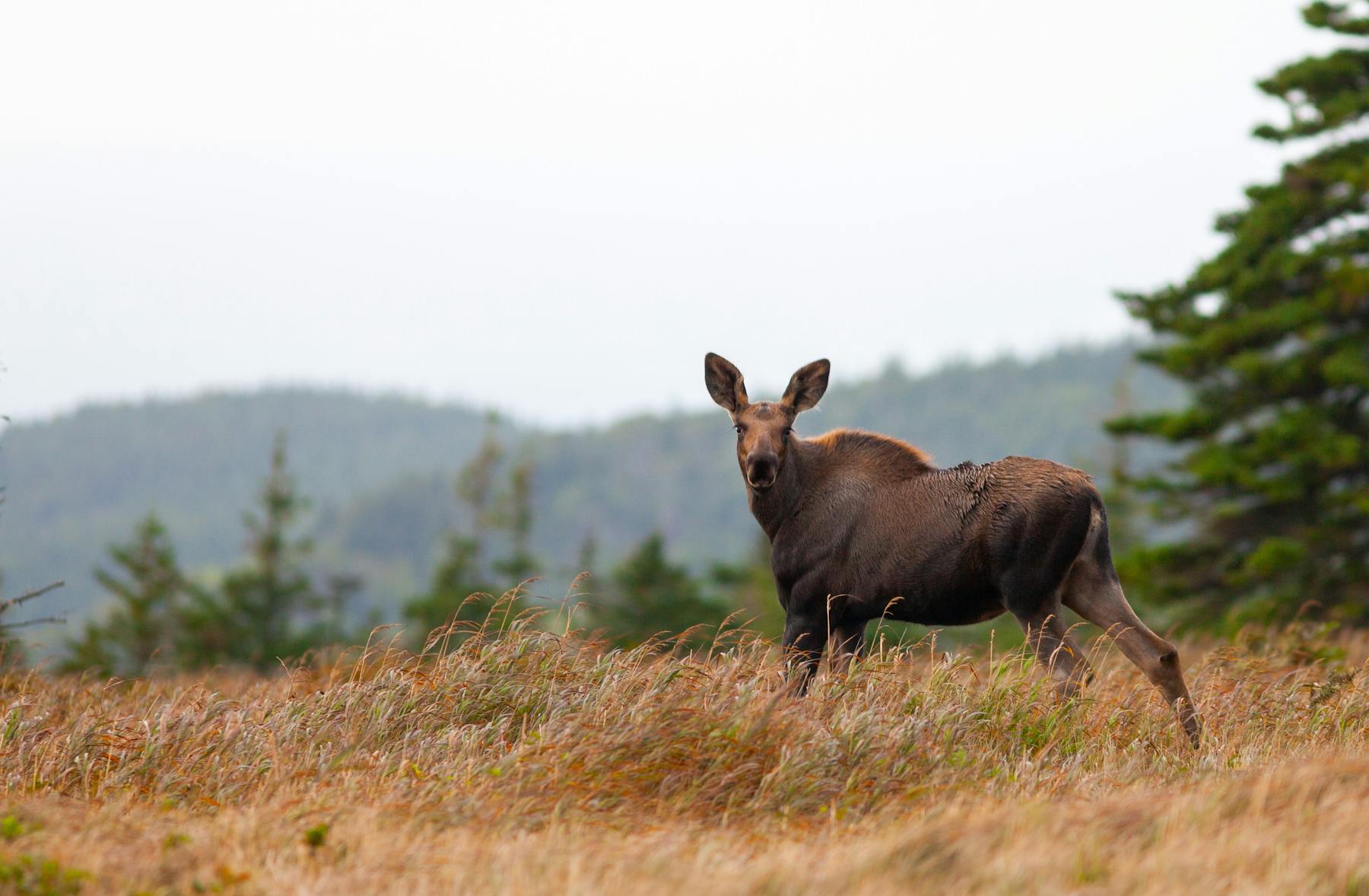 wildlife