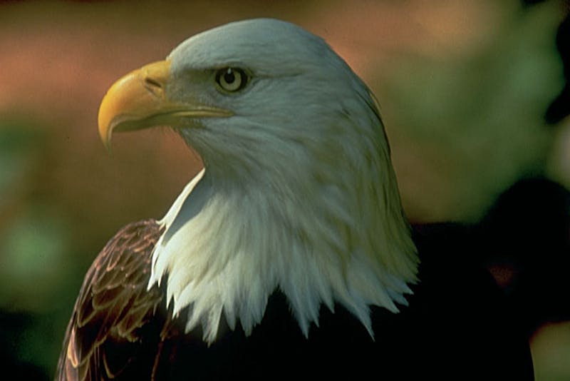 British ColumbiaBald Eagle1