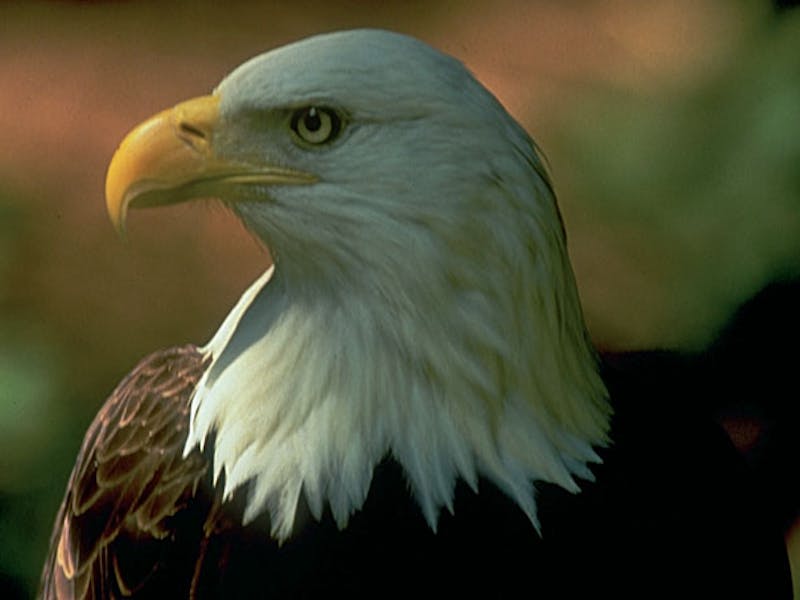 British ColumbiaBald Eagle1