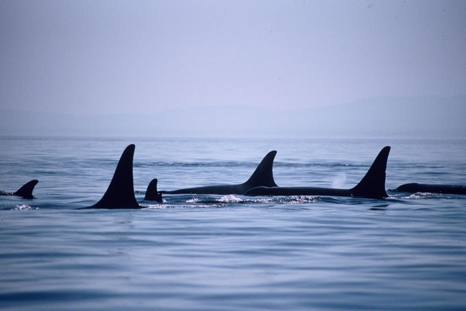 British ColumbiaOrca 2