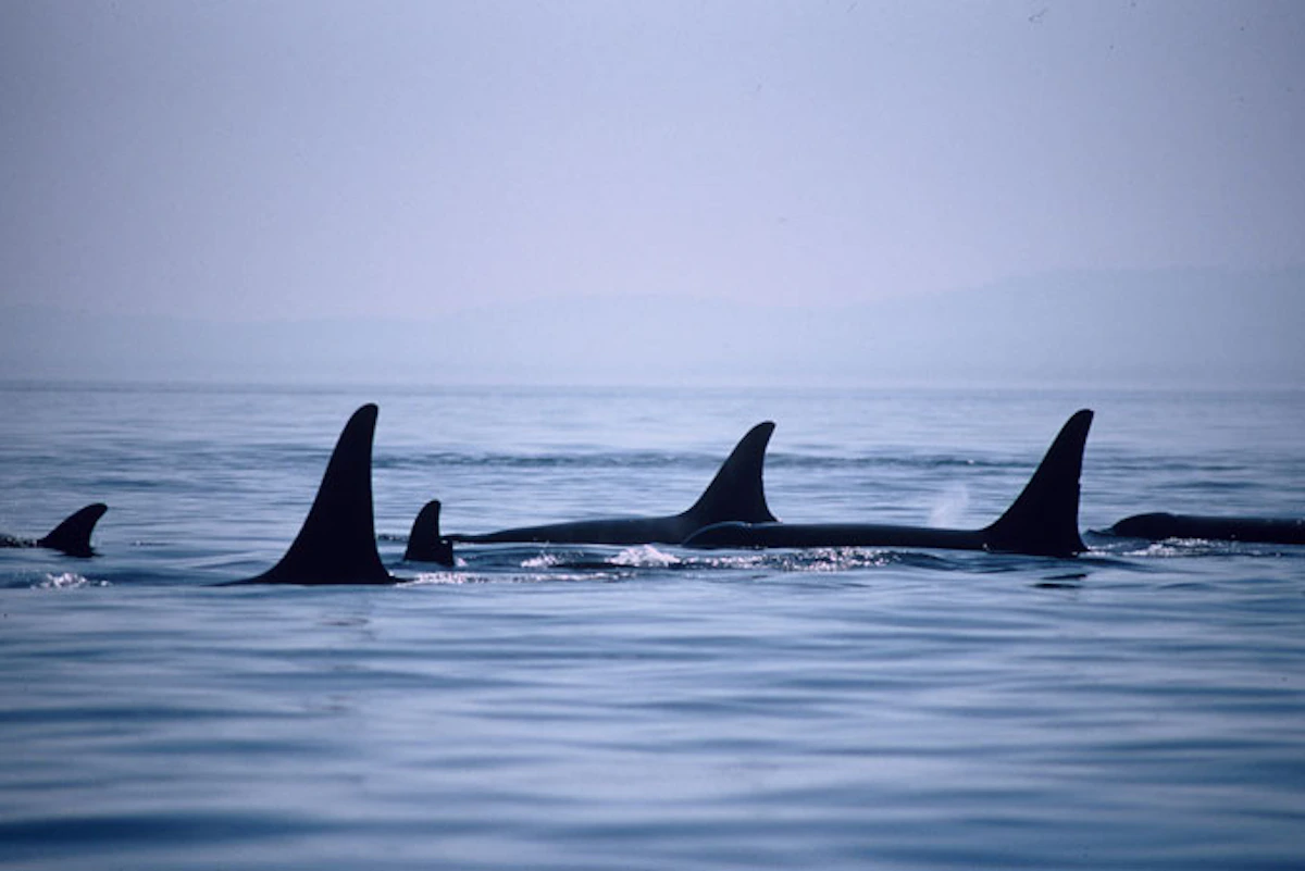 British ColumbiaOrca 2