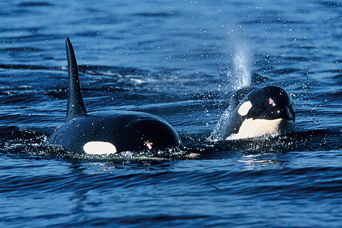 British ColumbiaOrca 4