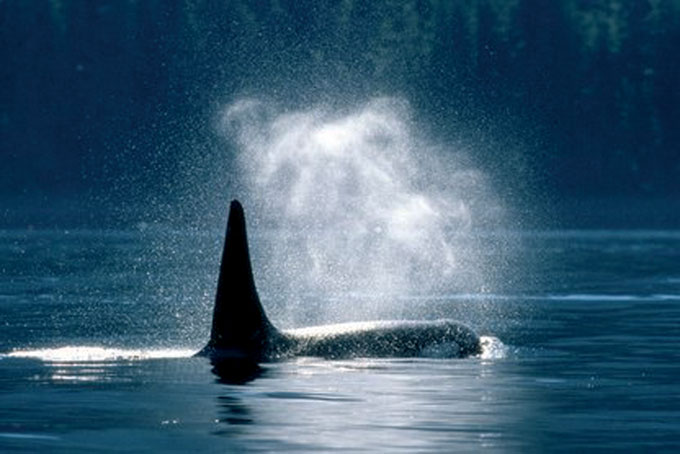 British ColumbiaOrca