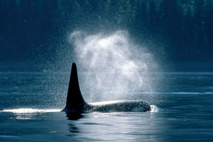 British ColumbiaOrca