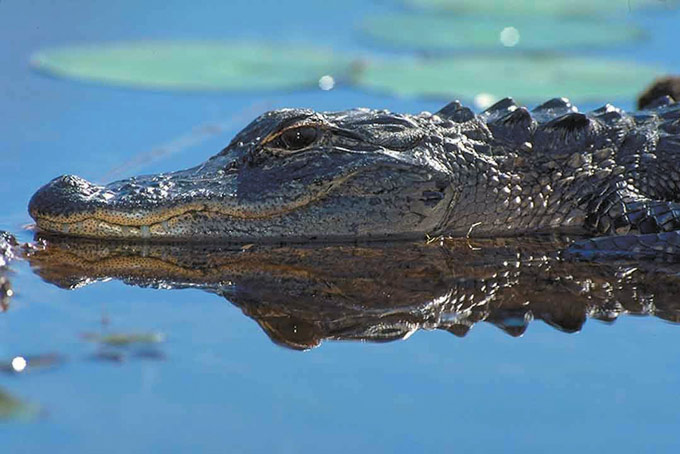 Alligator