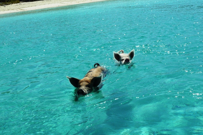 BahamasSchweineExuma