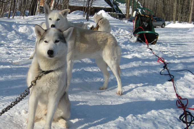 SkiBCSun PeaksDogsledding1