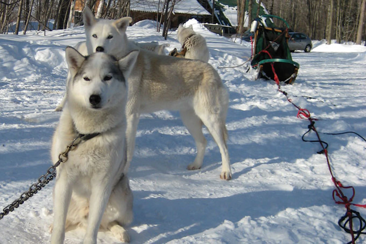 SkiBCSun PeaksDogsledding1