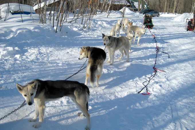 SkiBCSun PeaksDogsledding2