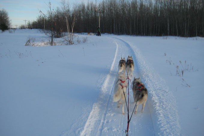 SkiBCSun PeaksDogsledding3