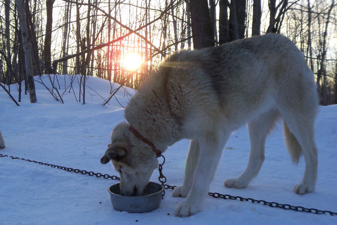 SkiBCSun PeaksDogsledding4