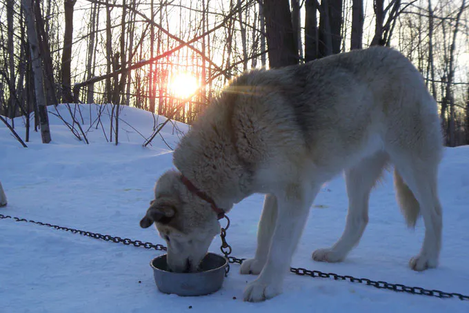 SkiBCSun PeaksDogsledding4