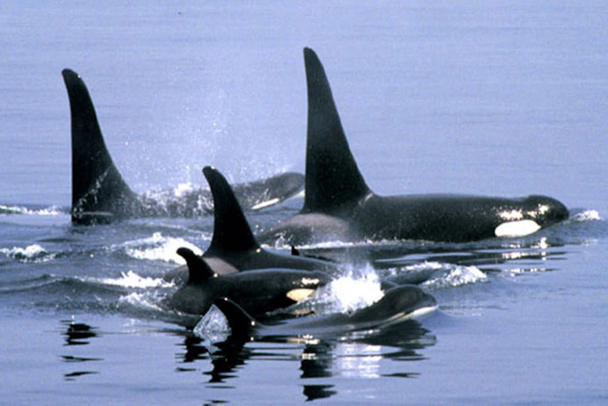 WASanJuanIslands 03