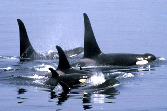 WASanJuanIslands 03