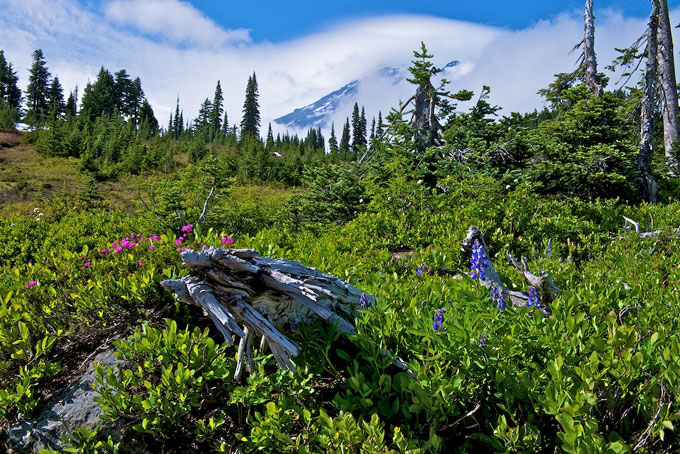 WAMountRainier 06