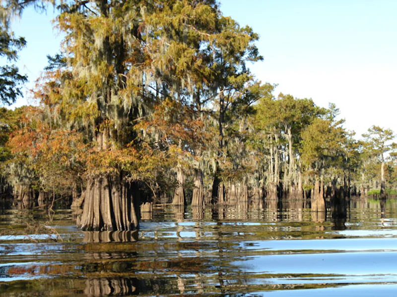 LouisianaSwamps