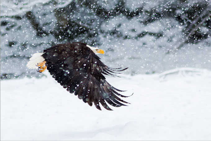 SkiBritishColumbia Whistler 14 Brackendale Eagle2