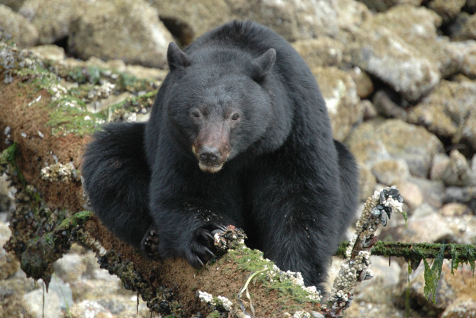 British ColumbiaRemote PassagesBearwatching