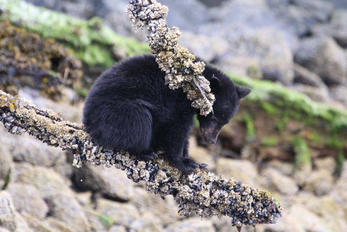British ColumbiaRemote PassagesBear Watching1