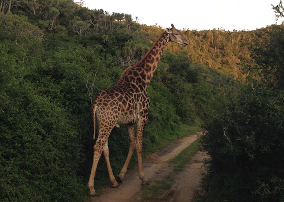 SuedafrikaSafari Giraffe Kariega