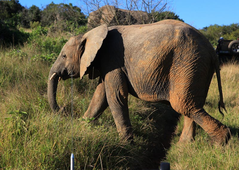 SuedafrikaSafari Kariega Elefant