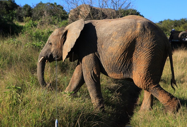 SuedafrikaSafari Kariega Elefant