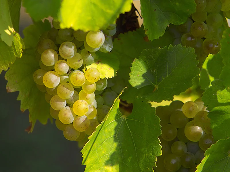 EuropaParis Ausflug Champagner